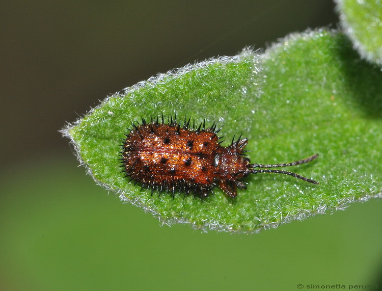 Dicladispa testacea